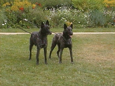 Du Royaume Des Louves Noires - CACIB BRIVE