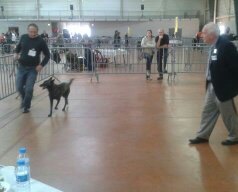 Du Royaume Des Louves Noires - CACIB CASTRES